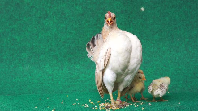 The hen and the yellow serama chicks on a artificial grass background. With Sound.