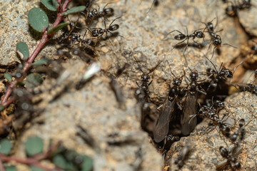 Small black ants on alert, protecting their nest