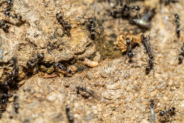 Small black ants on alert, protecting their nest