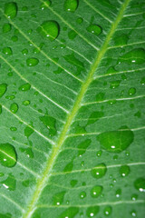 Water drop on leaf