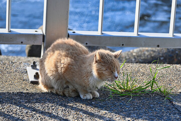 川辺で休んでいるトラ猫
