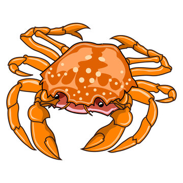 crab vector illustration,isolated on white background