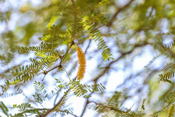 Mesquite flowering leaves. Cluster of mesquite tree blooms in spring before summer