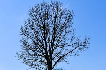 tree against sky