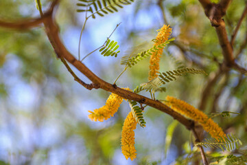 Mesquite flowering leaves. Cluster of mesquite tree blooms in spring before summer