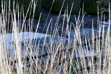 Dry Grass