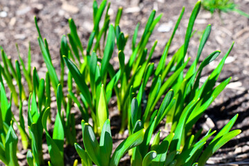 green grass in the wind