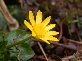 yellow flower in the garden