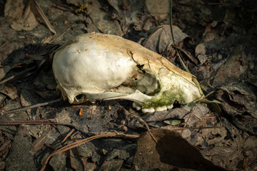 Skull of a Common Raccoon (Procyon lotor) found on the forest floor. Raleigh, North Carolina.