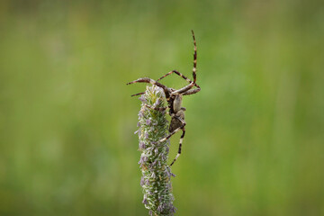 dragonfly in the grass