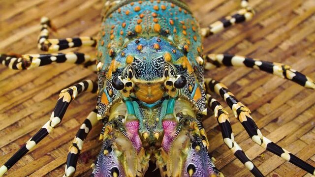 Close up on eyes of big living ornate rock lobster on bamboo mat