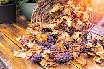 Fresh large bunches of red vine grapes with dry leaves lie in handmade wicker basket on a wooden rustic old table in the rays of the sun. Agriculture, food and drink concept
