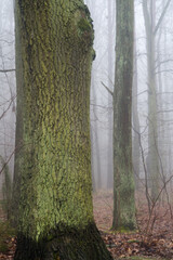old oak tree in misty forest