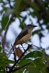 small minivet