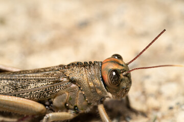 Cricket camouflaged in the grass. Insect in its natural habitat.