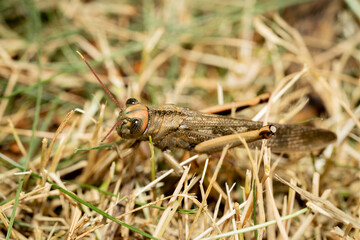 Cricket camouflaged in the grass. Insect in its natural habitat.