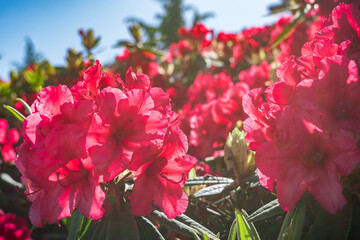 red flowers in the garden