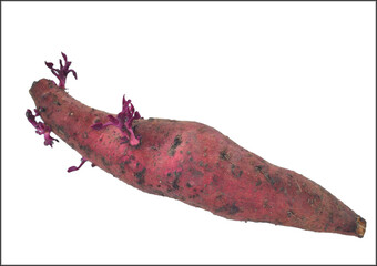 germinated sweet potato  isolated on white