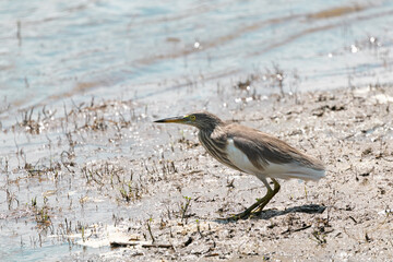 pond heron