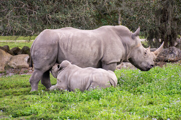 Obraz premium white rhino in grass