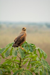 Gavião Carcará - Bonito, Mato Grosso do Sul, Brazil