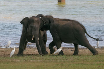 Fototapeta na wymiar elephant fighting