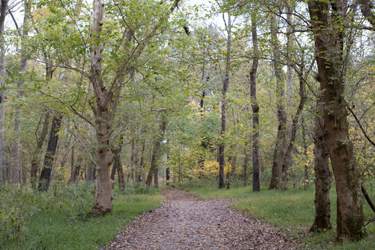 Leaves falling on forest path