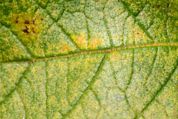 Close-up at a leaf, showing t's veins in a very detailed image.