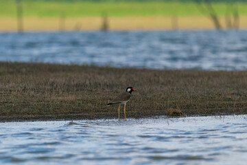 red wattled lapwing