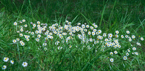 group of wild white bellis or daisy flowering plants on glade in forest or lawn in park with green grass, horizontal outdoors summer botanical stock photo image photography background for wallpaper © anastasiia agafonova