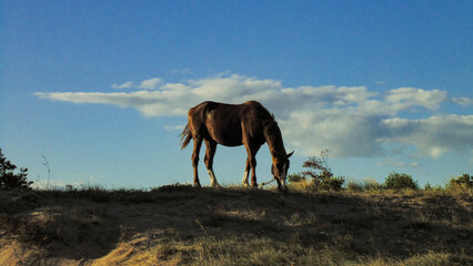 Caballo alimentandose