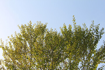 新芽・新緑　エコロジー