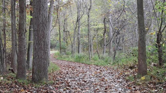 Leaves falling on forest path