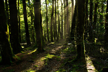 The trees in the fresh green rain forest in the morning have sunlight shining into light beams. At the hiking trails in New Zealand.