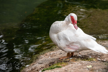 White and black duck with red head, The Muscovy duck, standing on the shore of the pond.