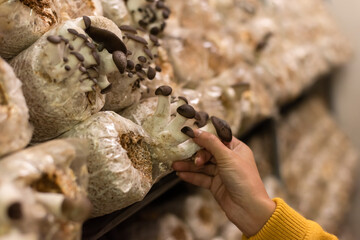 mushrooms growing in plastic bag