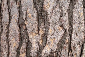 Bark texture and background of a old fir tree trunk