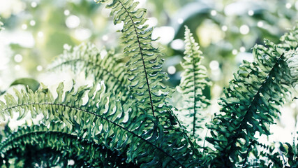 .Tropical green leaf texture. Fern leaves. Pastel color. Ferns for background.