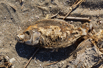 dried fish in the sand