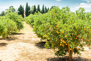 Fototapeta na wymiar Ripe mandarin trees growing in the farm garden, agriculture industry in the south Spain.