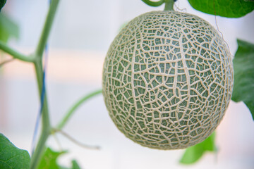 Closeup to Fresh green melon in greenhouse