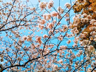 Cherry blossoms　sakura