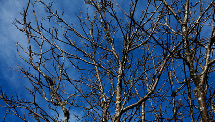 tree branches without leaves against intense blue sky