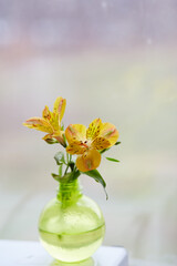 Spring background: festive yellow alstroemeria flower in a small vase. Copy space