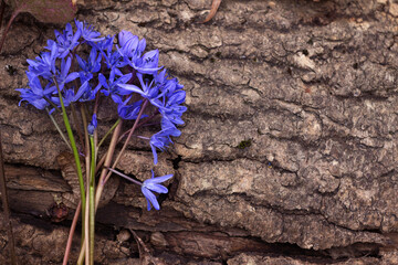 Scilla siberica, the Siberian squill or wood squill Scilla flower. A bunch of early spring blue...
