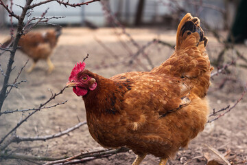 A beautiful adult brown hen with a red comb stands sideways on the ground and looks into the camera. Poultry, agriculture