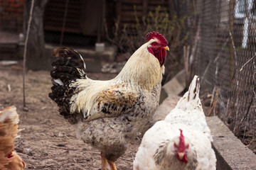 A beautiful adult gray-black rooster with a red comb steps over the branches in the home garden. Poultry rooster and chickens, agriculture