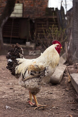 A handsome adult gray-black rooster with a red comb stands sideways to the camera. Poultry, agriculture