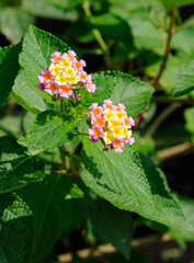 Small Colorful Flowers