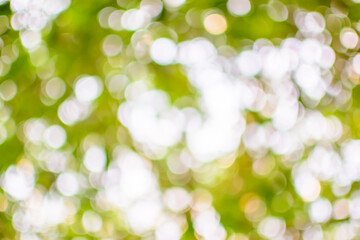 Obraz premium Beautiful bokeh.